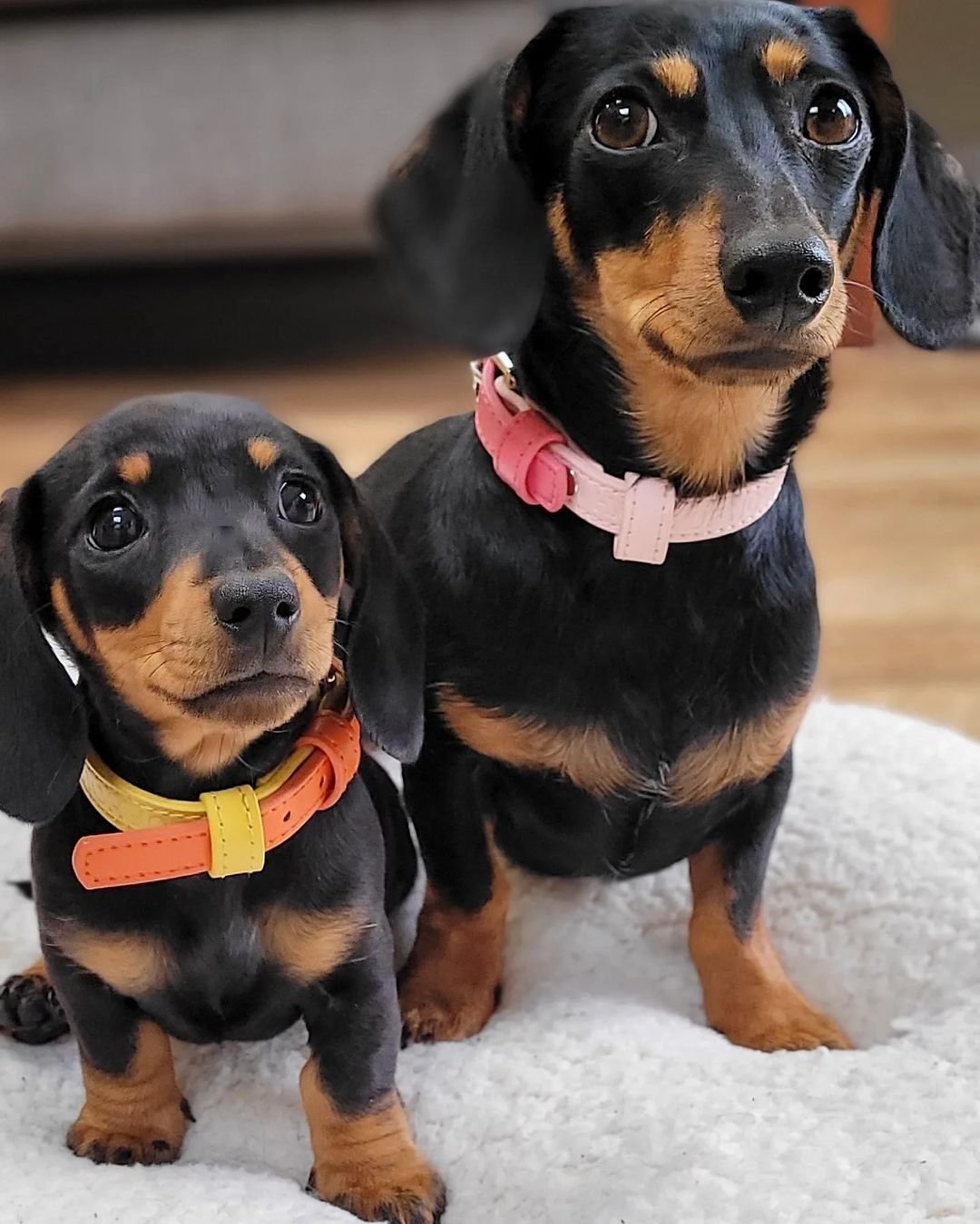 Group of puppies playing