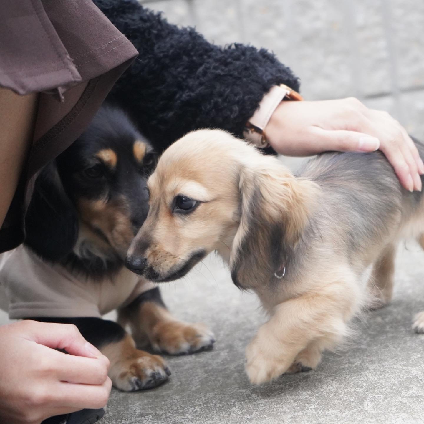 Lucas Achen with puppies