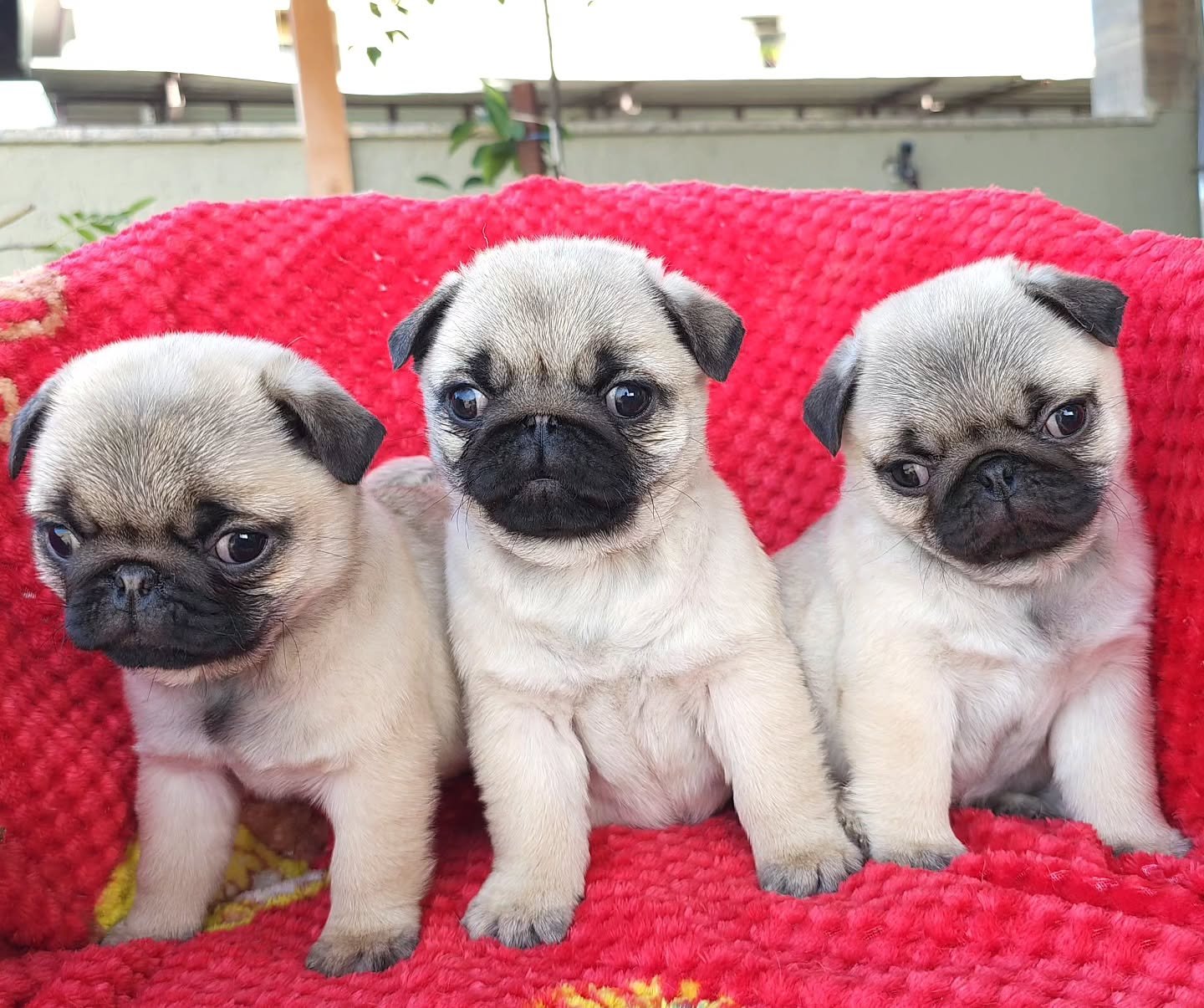 Puppies playing together
