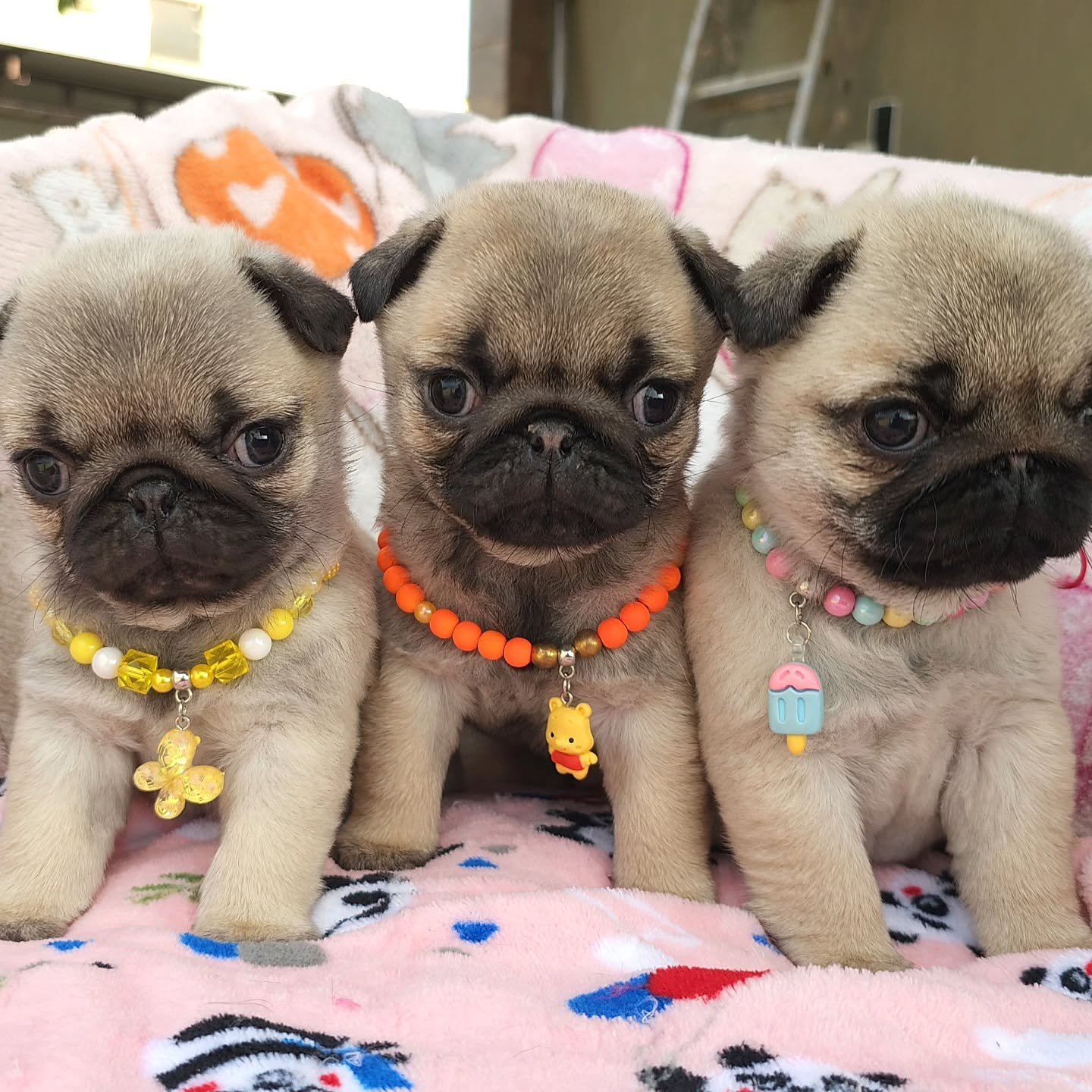 Puppies grouping together