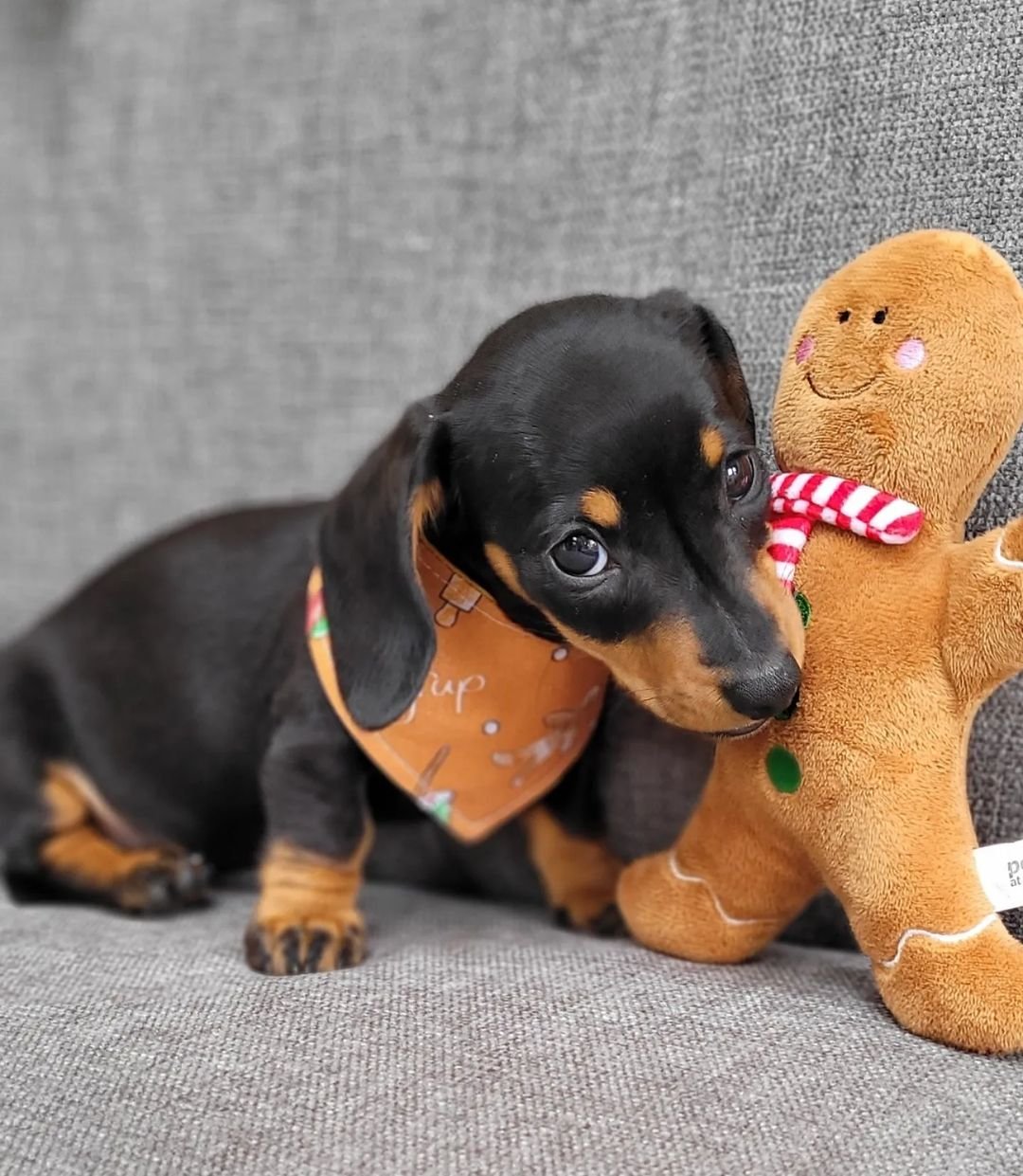 Dachshund puppy