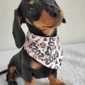 Batard – Male 12-Week-Old Registered Dachshund Puppy