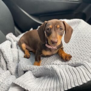 Coco – Female 12-Week-Old Registered Dachshund Puppy