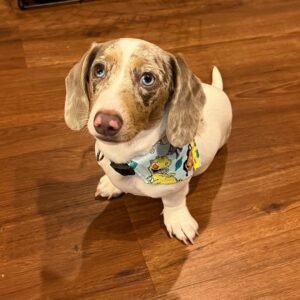 Curtis – Male 12-Week-Old Registered Dachshund Puppy