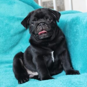 Henry – Male 12-Week-Old Registered Pug Puppy