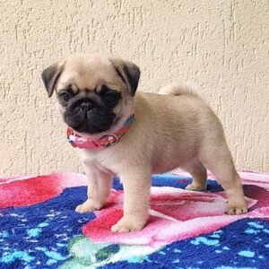 Janie – Female 12-Week-Old Registered Pug Puppy