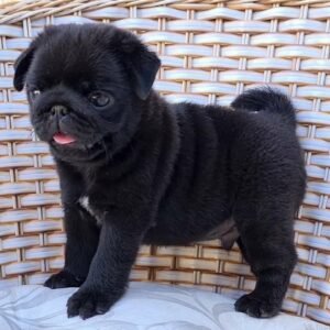 Kelvin – Male 12-Week-Old Registered Pug Puppy