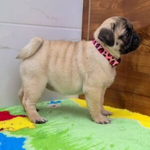 Christina – Female 12-Week-Old Registered Pug Puppy