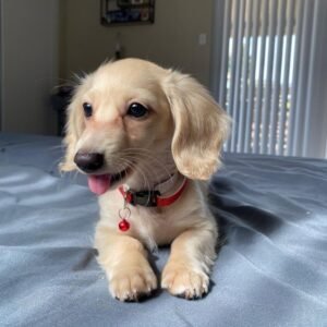 Lucille – Female 12-Week-Old Registered Dachshund Puppy