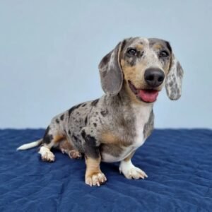 Martel – Male 12-Week-Old Registered Dachshund Puppy