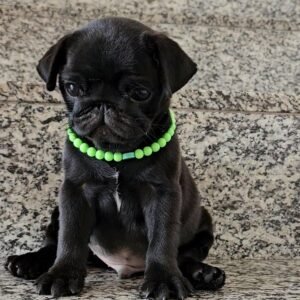 Nadine – Female 12-Week-Old Registered Pug Puppy