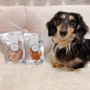 Paien – Female 12-Week-Old Registered Dachshund Puppy