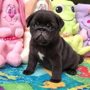 Rudy – Male 12-Week-Old Registered Pug Puppy
