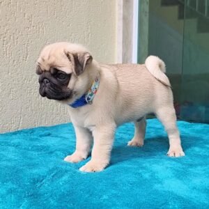 William – Male 12-Week-Old Registered Pug Puppy