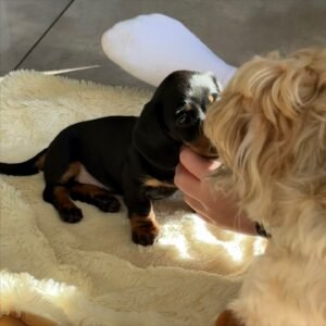 Willie – Male 12-Week-Old Registered Dachshund Puppy